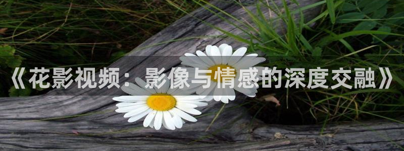 午夜乱理论在线观看片：《花影视频：影像与情感的深度交融》